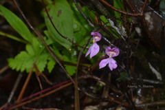 Disperis neilgherrensis